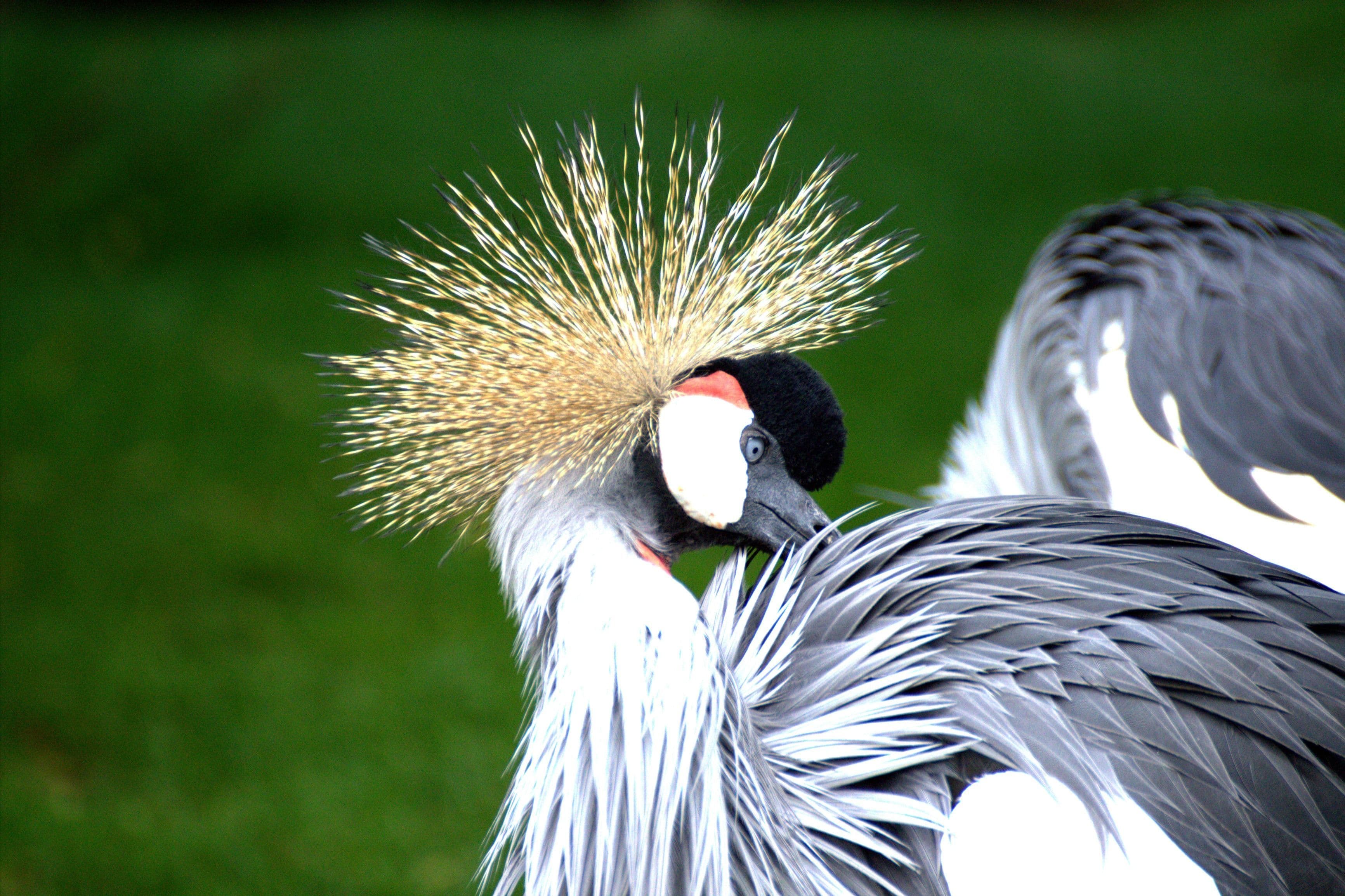 Grey Crowned Crane
