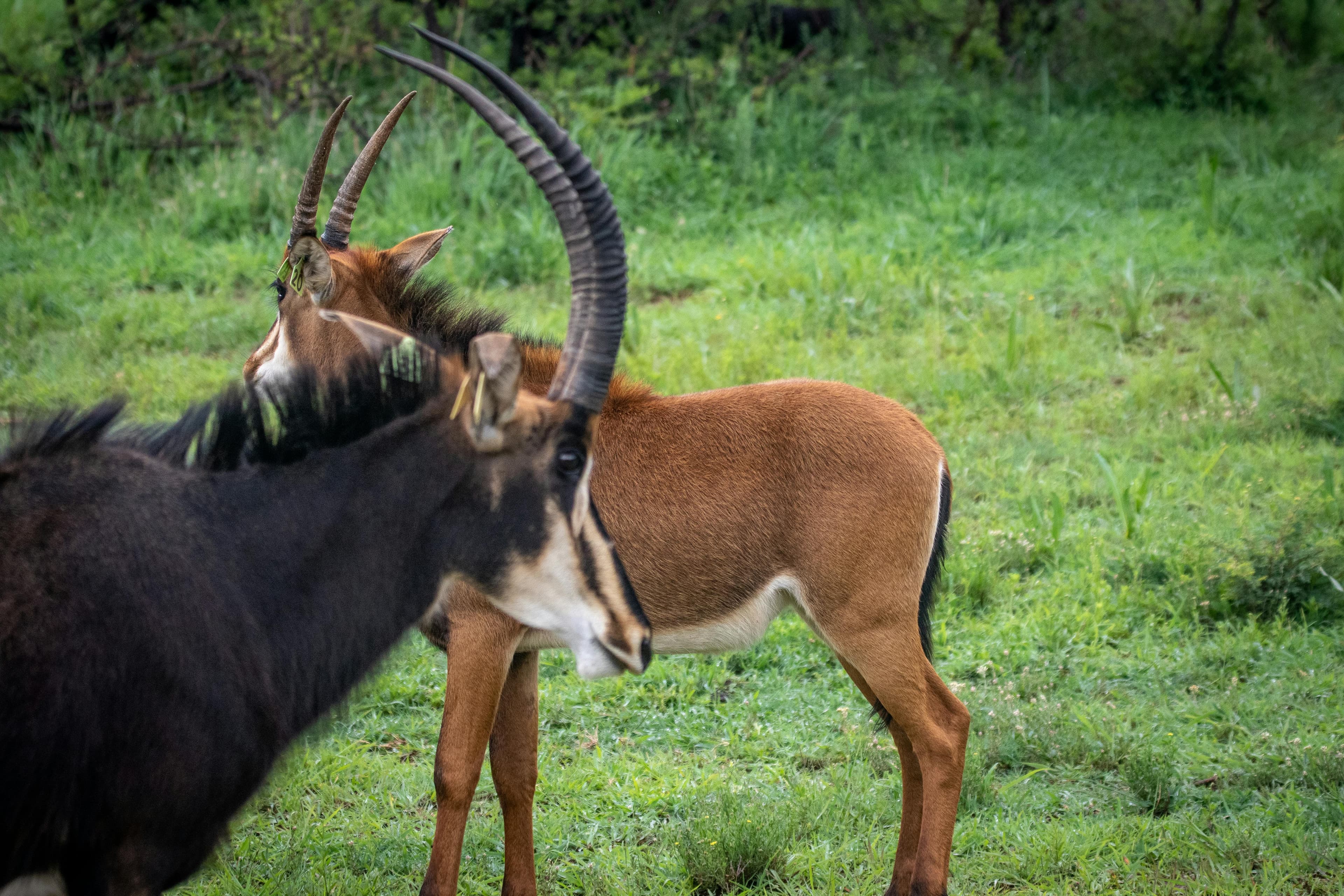 Sable Antelope