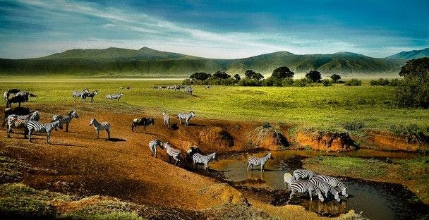 ngorongoro zebra drinking water