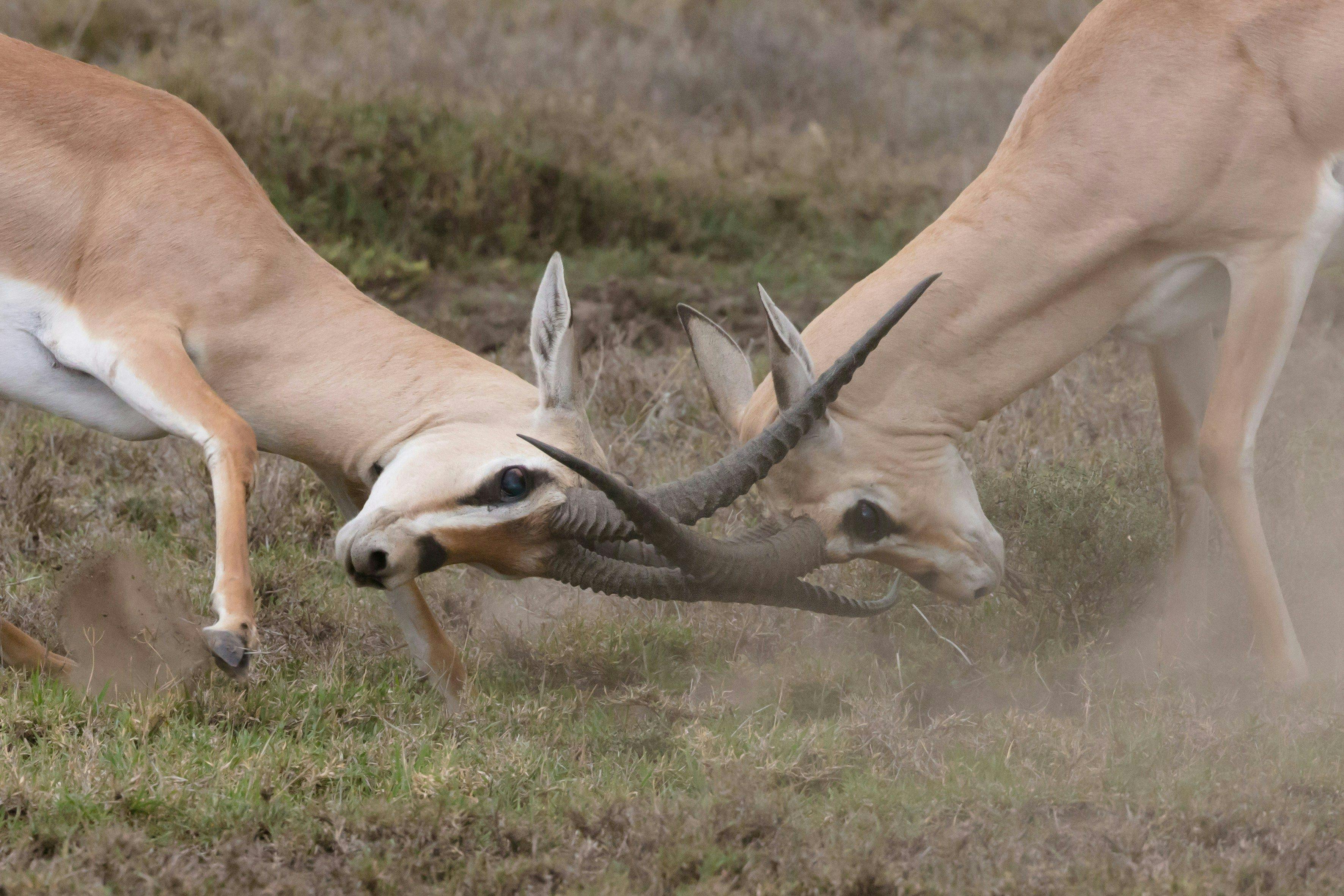 antelopes fighting