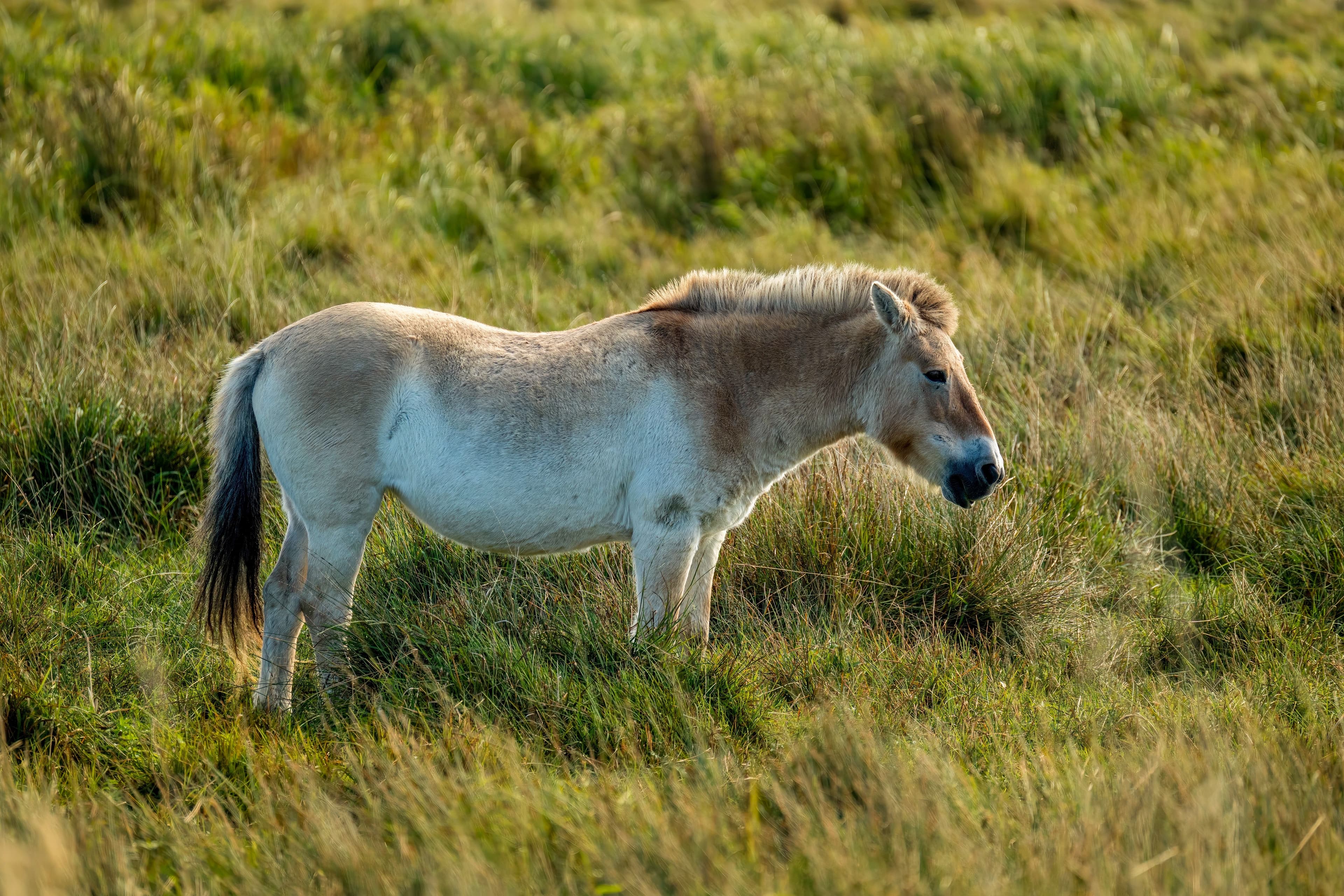 Przewalski's Horse