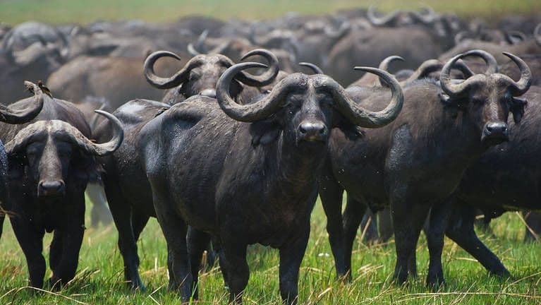 Buffalo