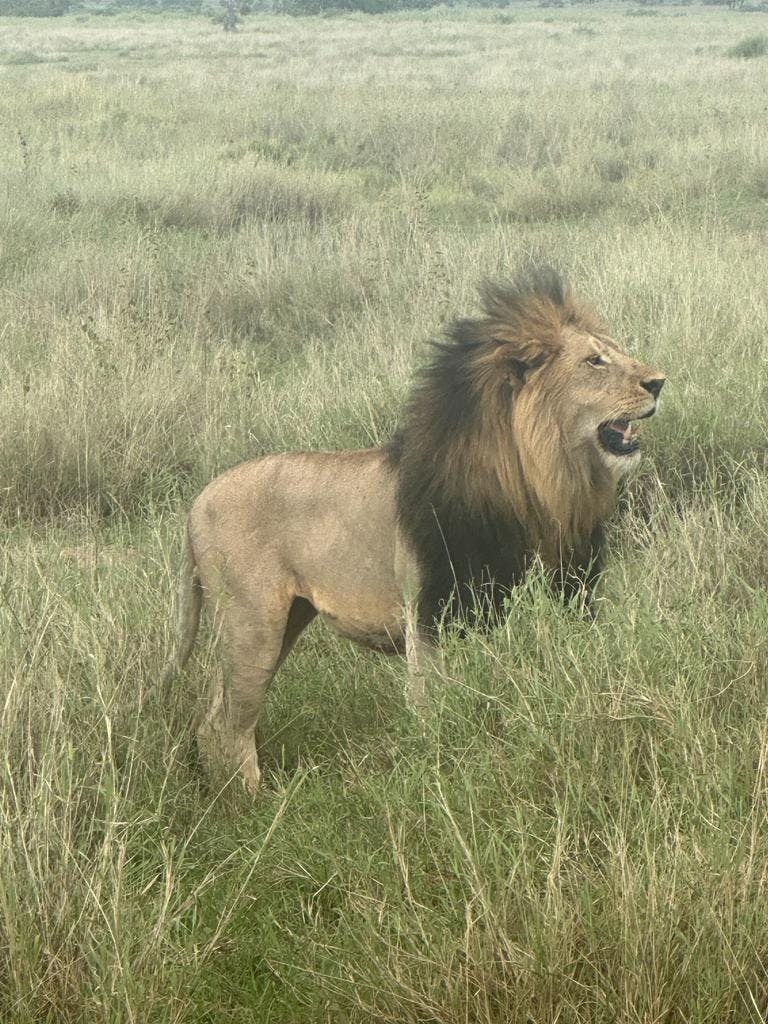 Male lion standing