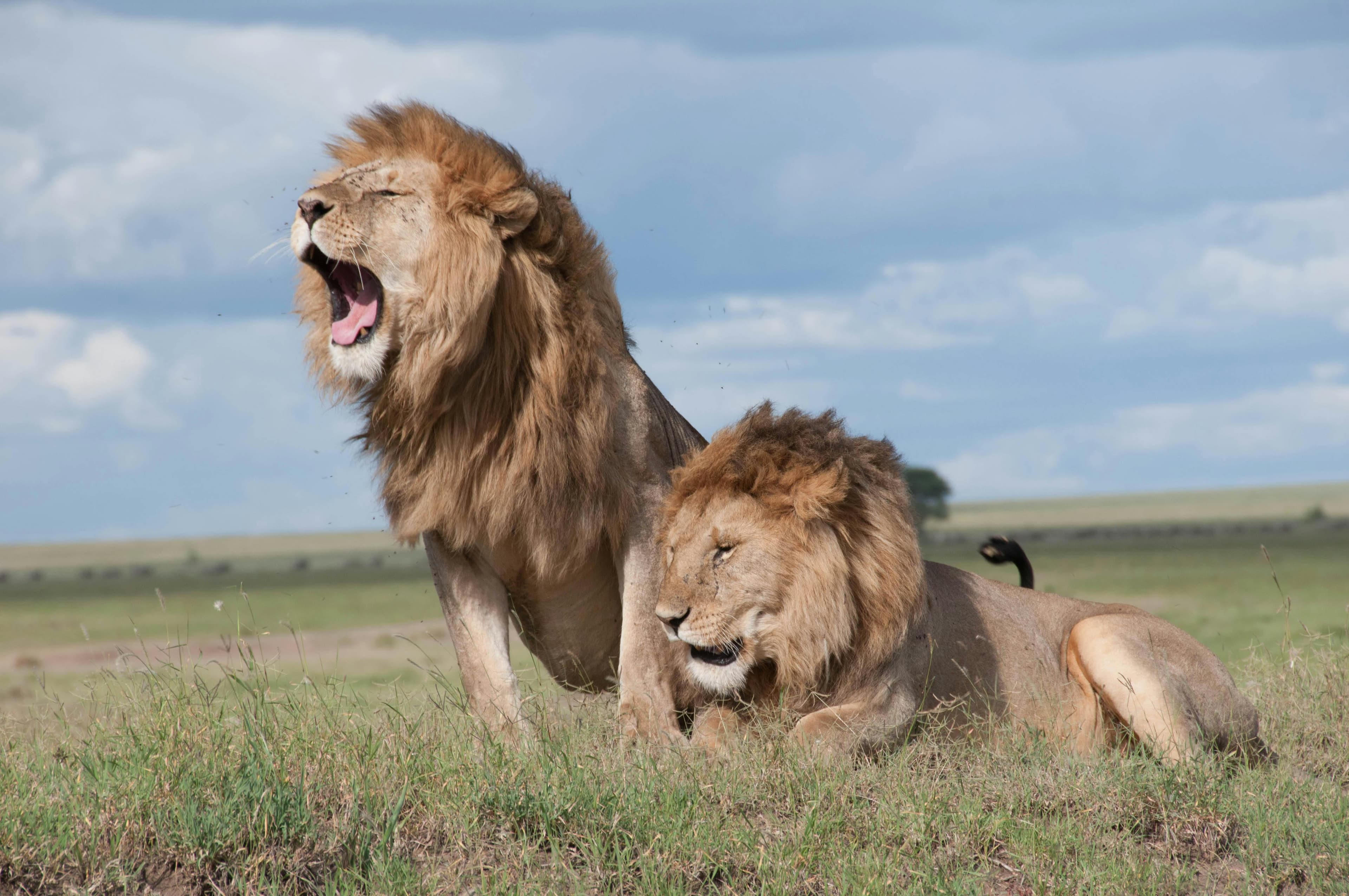 lions in serengeti