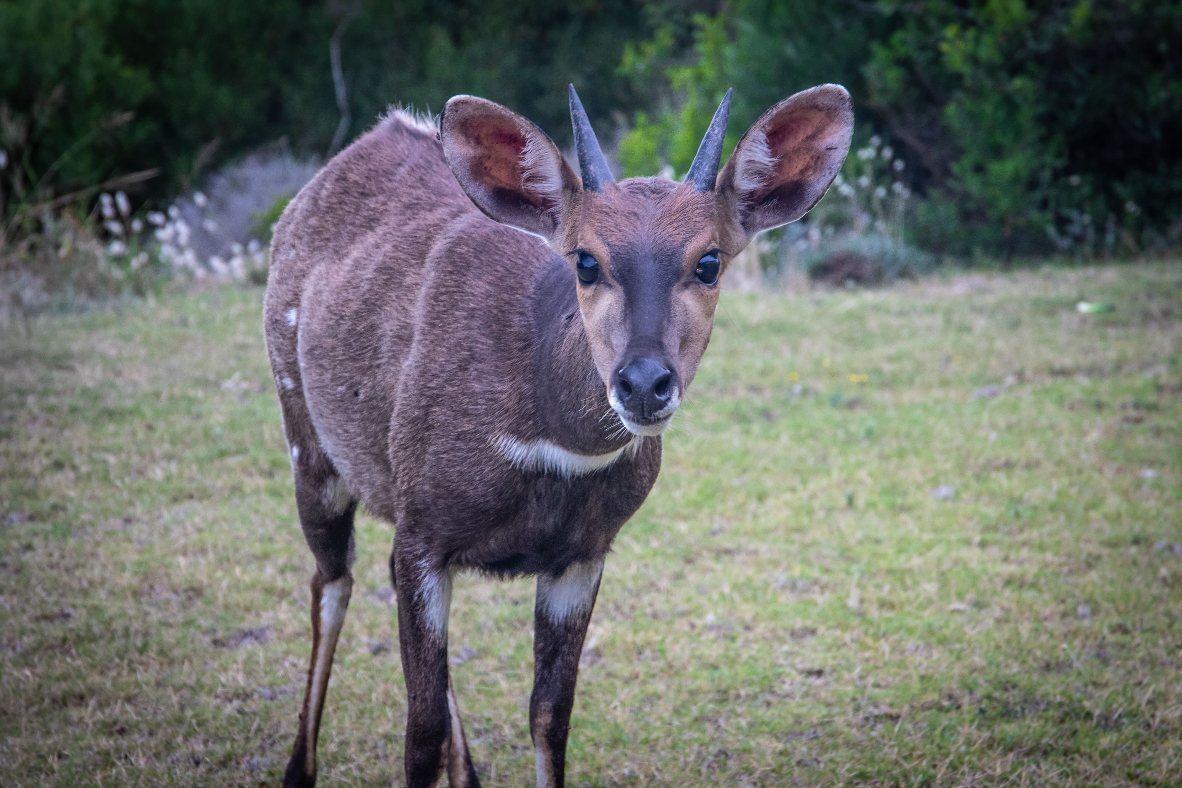 Duiker