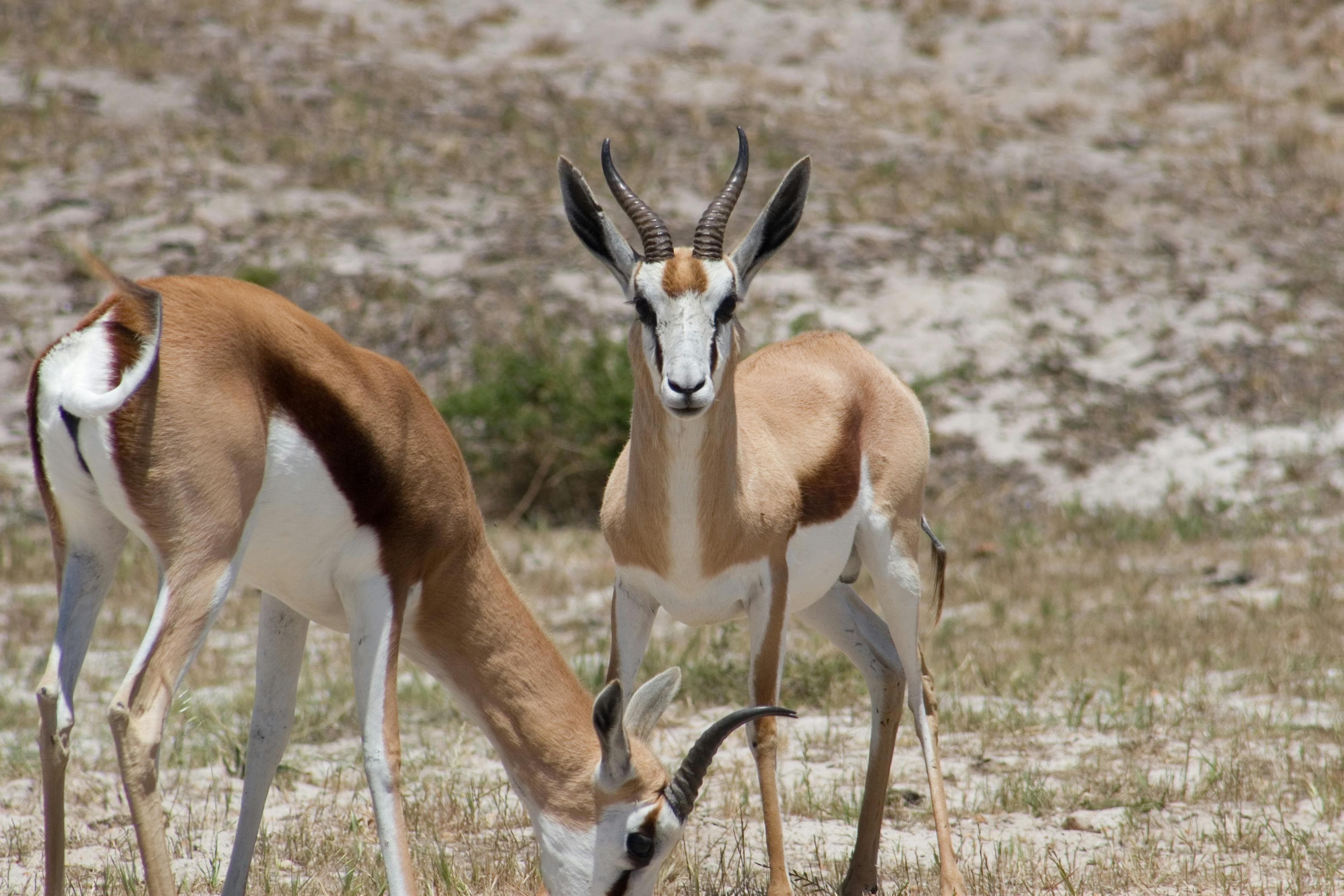 Springbok